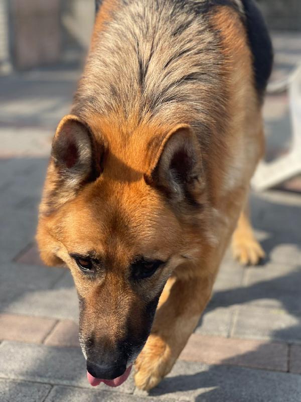 RAMOS PASTORE TEDESCO Foto 2